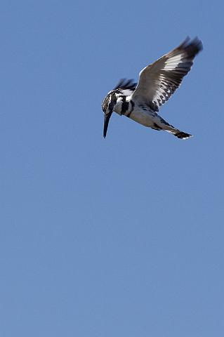 052 Chobe NP, bonte ijsvogel.jpg